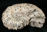 Large Douvilleiceras Ammonite - Madagascar #16920-2
